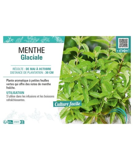 MENTHE GLACIALE