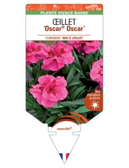 DIANTHUS deltoides Oscar® Oscar voir Œillet