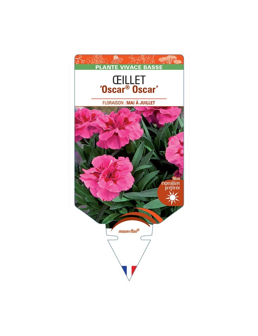 DIANTHUS deltoides Oscar® Oscar voir Œillet