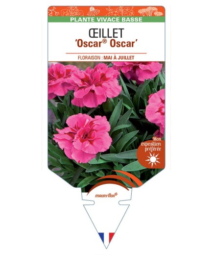 DIANTHUS deltoides Oscar® Oscar voir Œillet