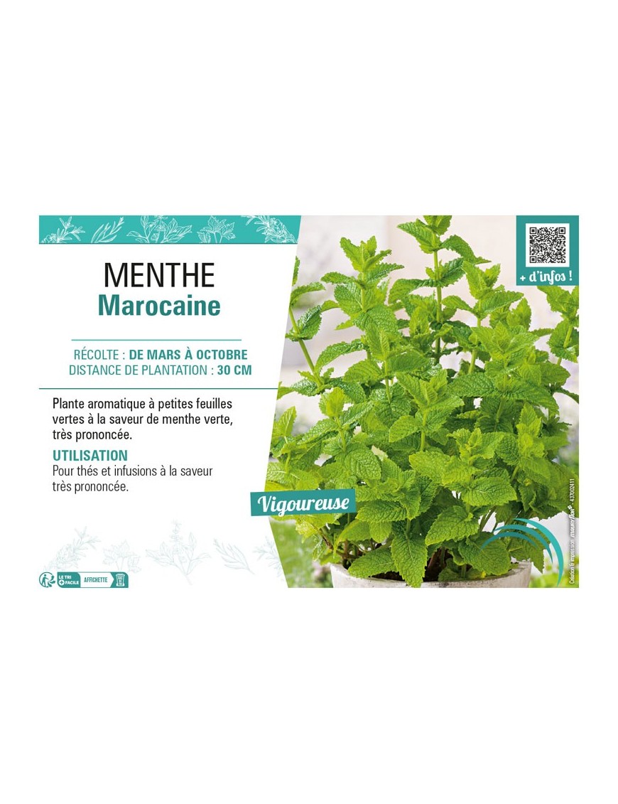 MENTHE MAROCAINE