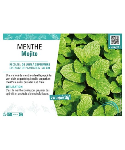 MENTHE MOJITO
