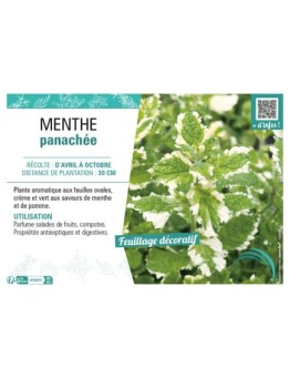MENTHE PANACHÉE