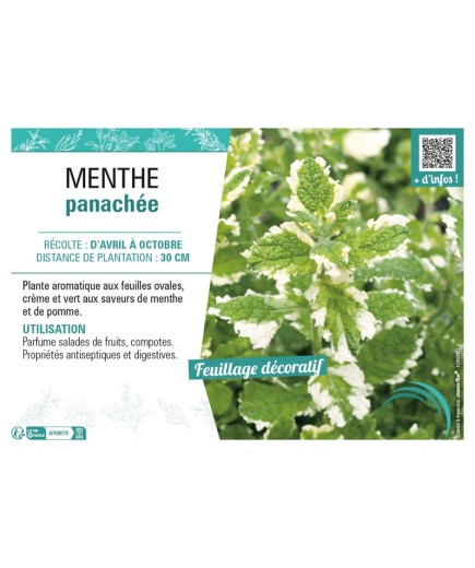 MENTHE PANACHÉE
