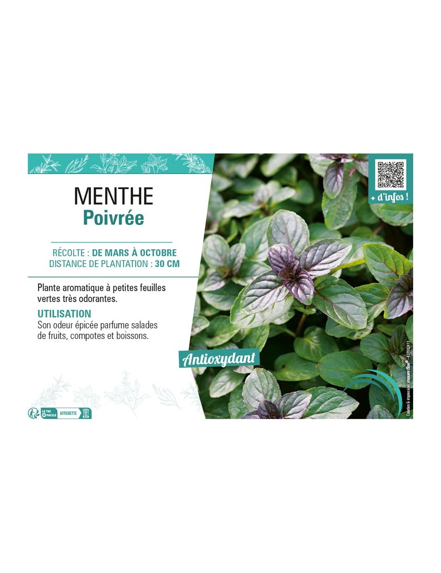 MENTHE POIVRÉE
