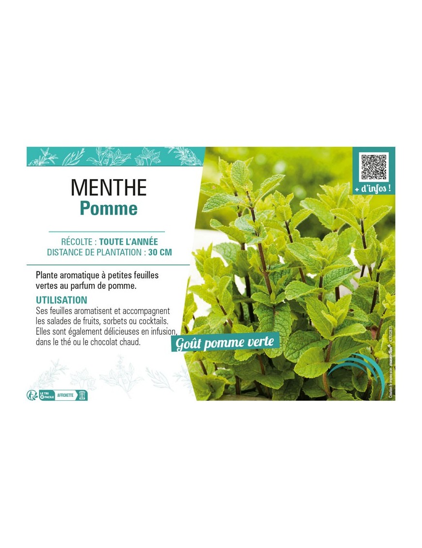 MENTHE POMME