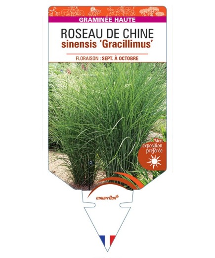 MISCANTHUS sinensis ‘Gracillimus’ voir ROSEAU DE CHINE *