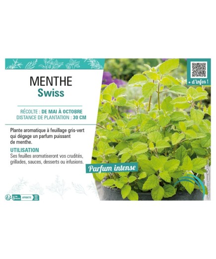 MENTHE SWISS