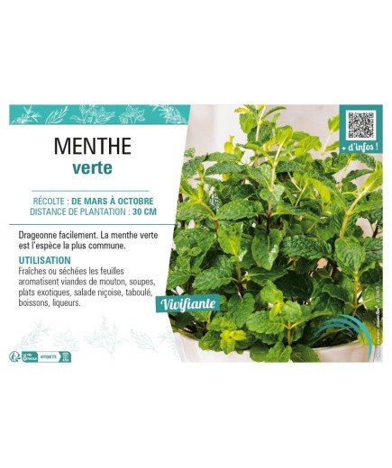 MENTHE VERTE
