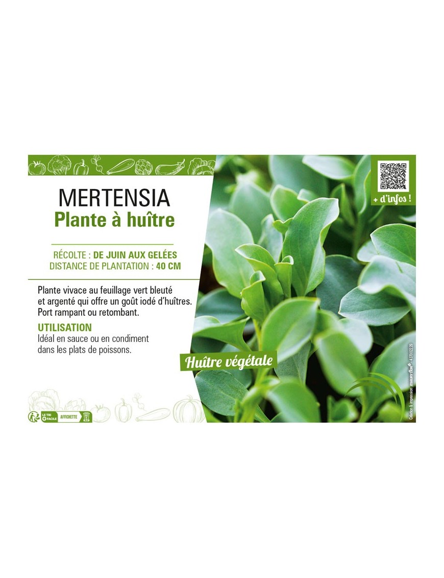 MERTENSIA PLANTE À HUÎTRE