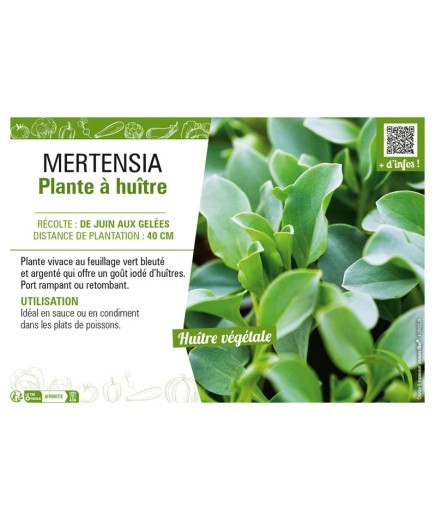 MERTENSIA PLANTE À HUÎTRE
