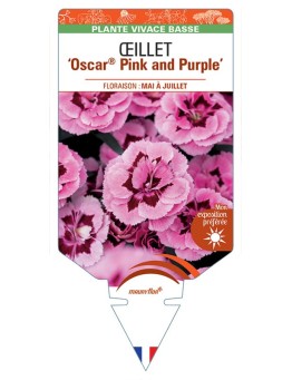 DIANTHUS deltoides Oscar® Pink and Purple voir Œillet