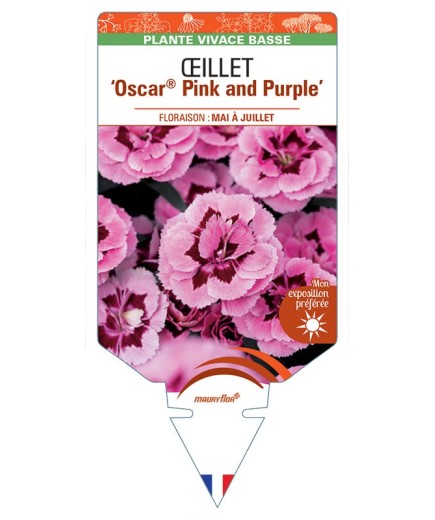 DIANTHUS deltoides Oscar® Pink and Purple voir Œillet