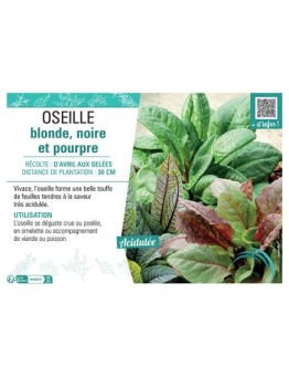 OSEILLE BLONDE, NOIRE ET POURPRE