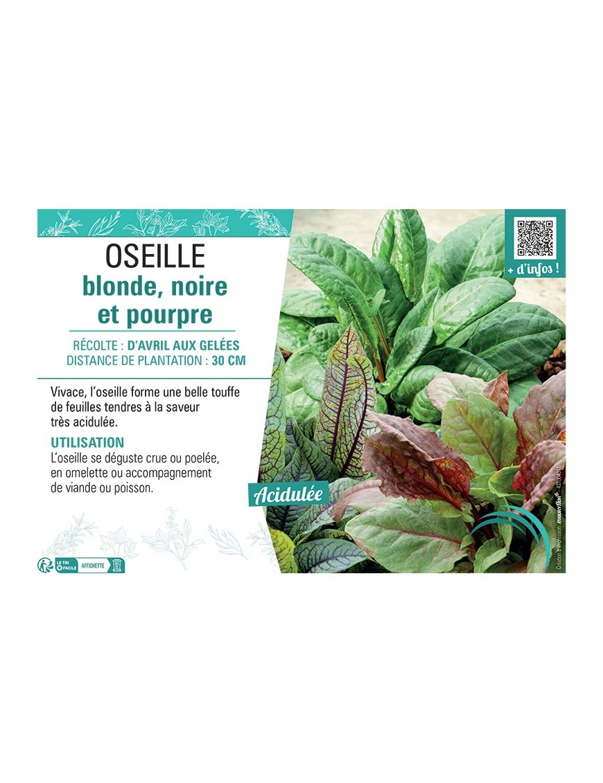 OSEILLE BLONDE, NOIRE ET POURPRE