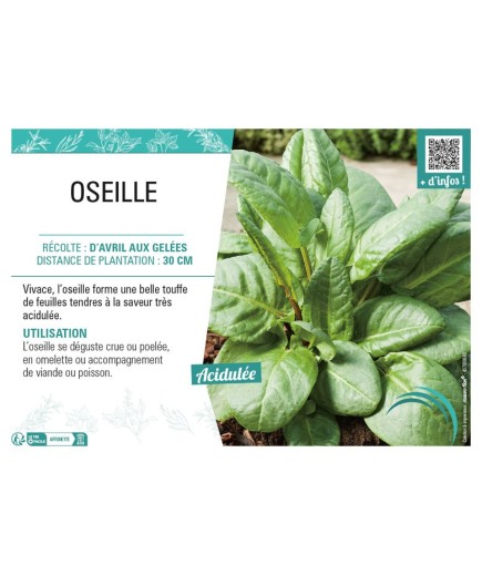 OSEILLE (VERTE)