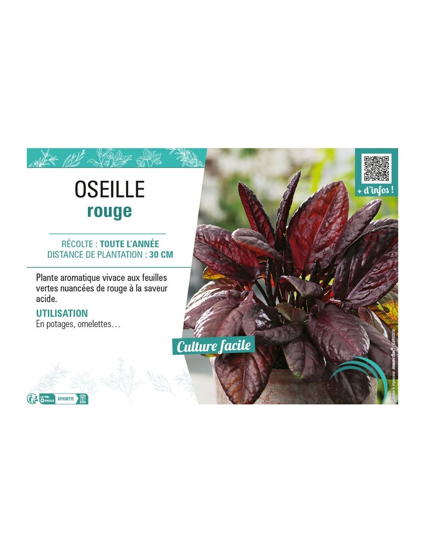 OSEILLE ROUGE
