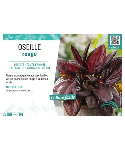 OSEILLE ROUGE