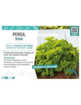 PERSIL FRISÉ