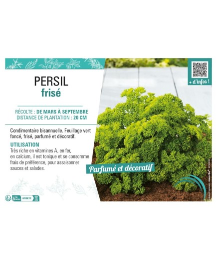 PERSIL FRISÉ