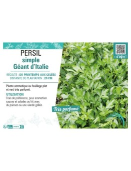 PERSIL SIMPLE GÉANT D'ITALIE