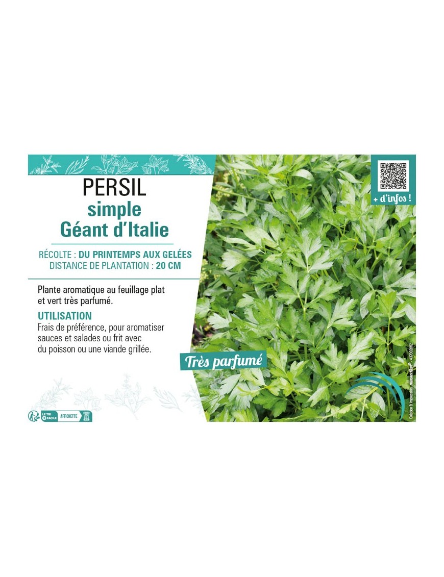 PERSIL SIMPLE GÉANT D'ITALIE