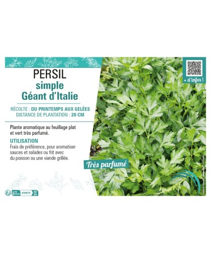 PERSIL SIMPLE GÉANT D'ITALIE