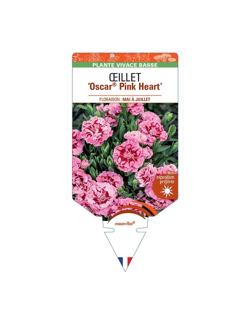 DIANTHUS deltoides Oscar® Pink Heart voir Œillet