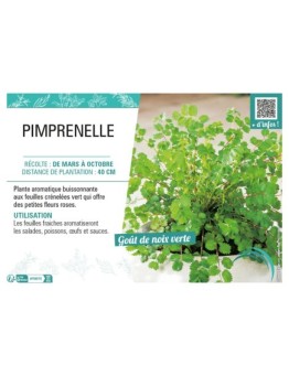 PIMPRENELLE
