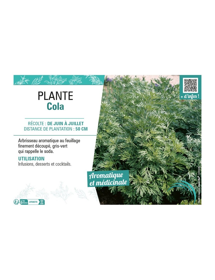 PLANTE COLA