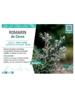 ROMARIN DE CORSE