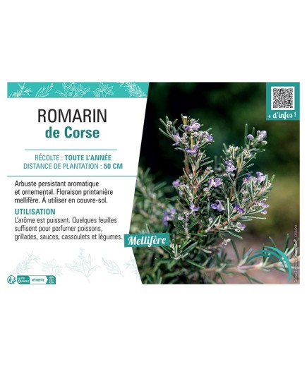 ROMARIN DE CORSE