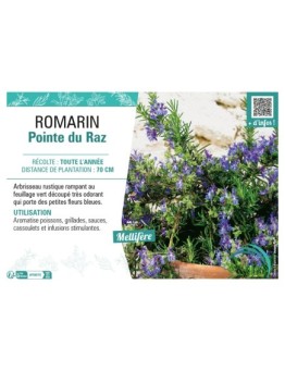 ROMARIN POINTE DU RAZ