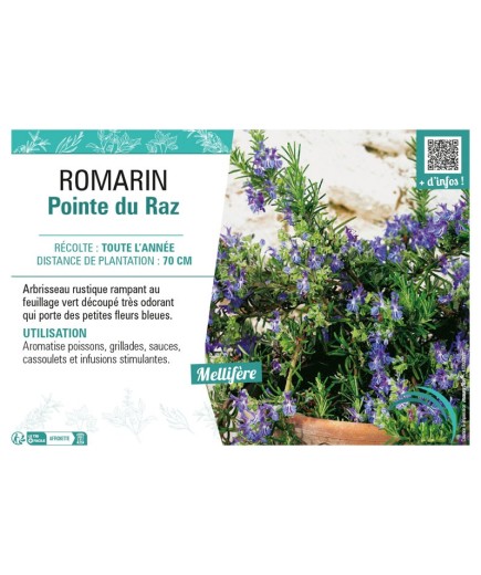 ROMARIN POINTE DU RAZ