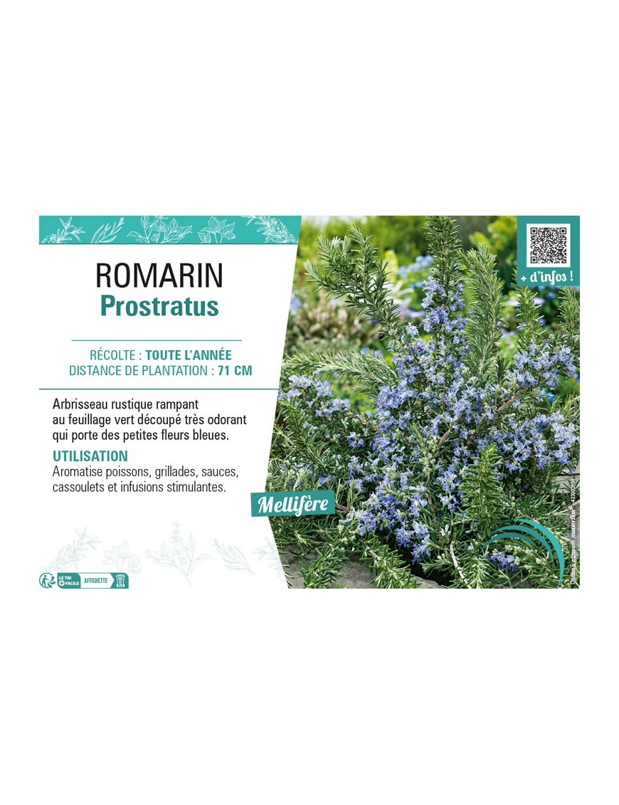 ROMARIN PROSTRATUS
