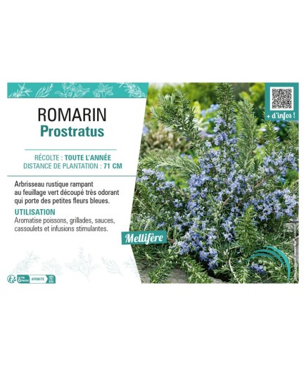 ROMARIN PROSTRATUS