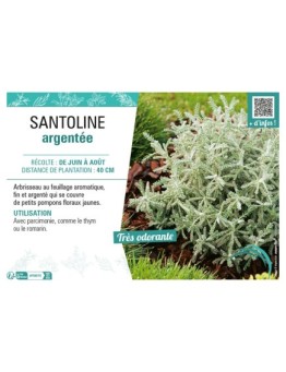 SANTOLINE ARGENTÉE