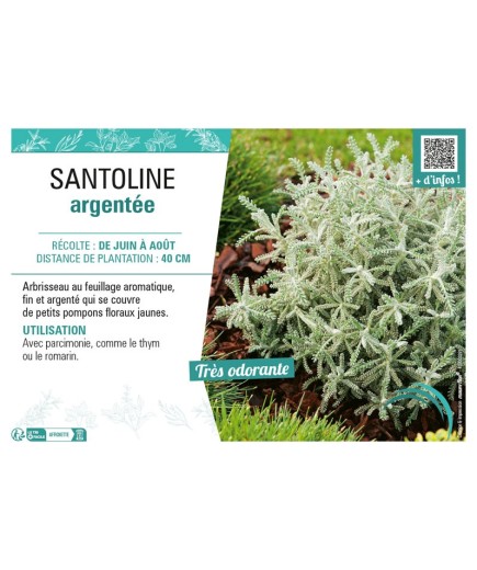 SANTOLINE ARGENTÉE