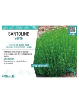 SANTOLINE VERTE