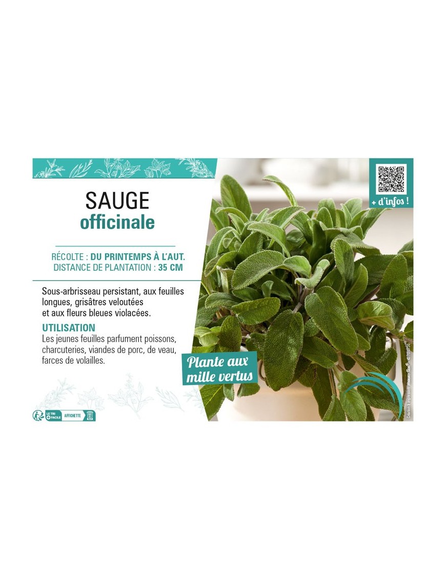SAUGE OFFICINALE
