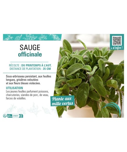 SAUGE OFFICINALE