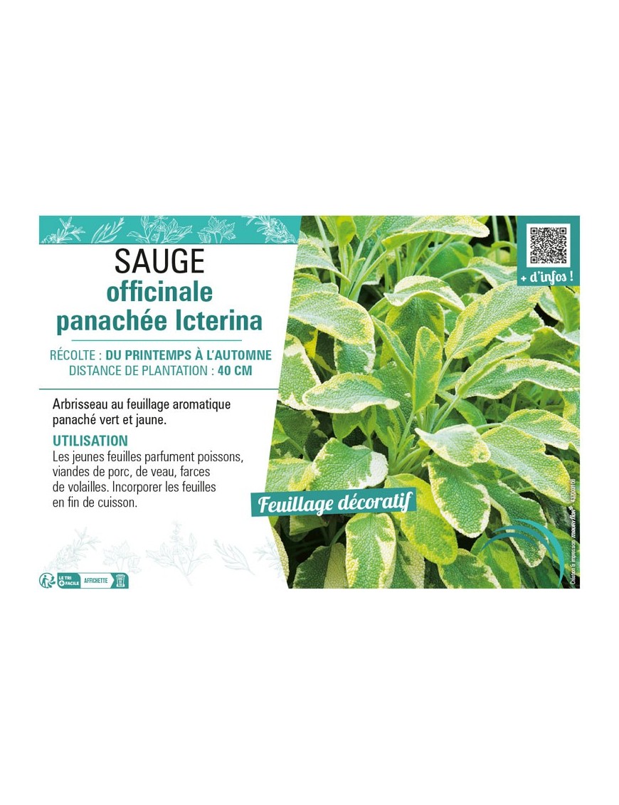 SAUGE OFFICINALE PANACHÉE ICTERINA
