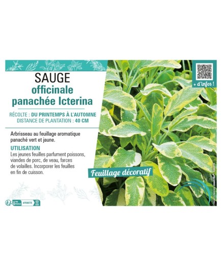 SAUGE OFFICINALE PANACHÉE ICTERINA