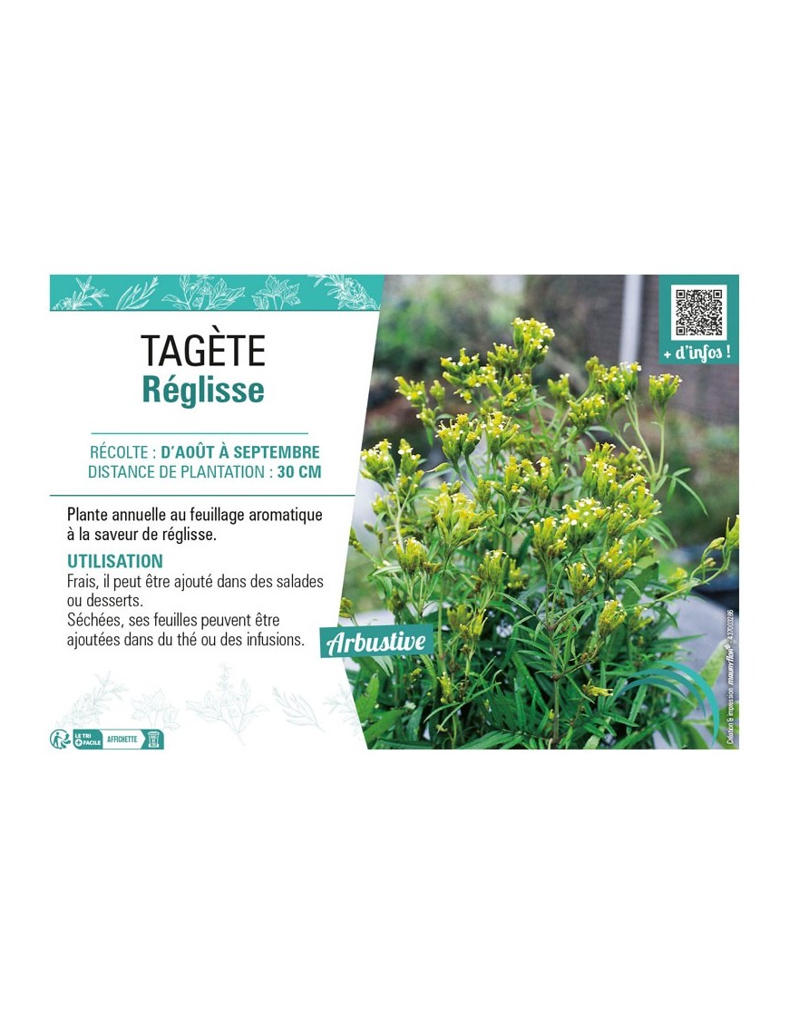 TAGÈTE RÉGLISSE