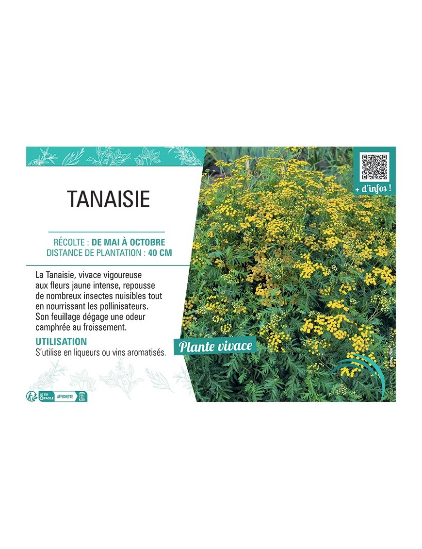 TANAISIE