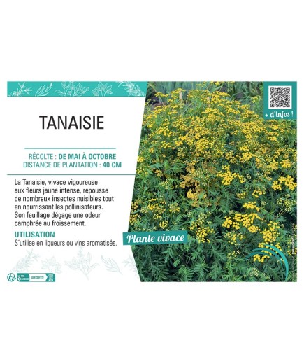 TANAISIE