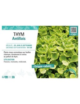 THYM ANTILLAIS