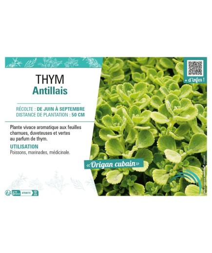 THYM ANTILLAIS