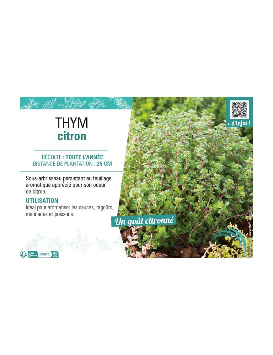 THYM CITRON