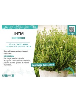 THYM COMMUN